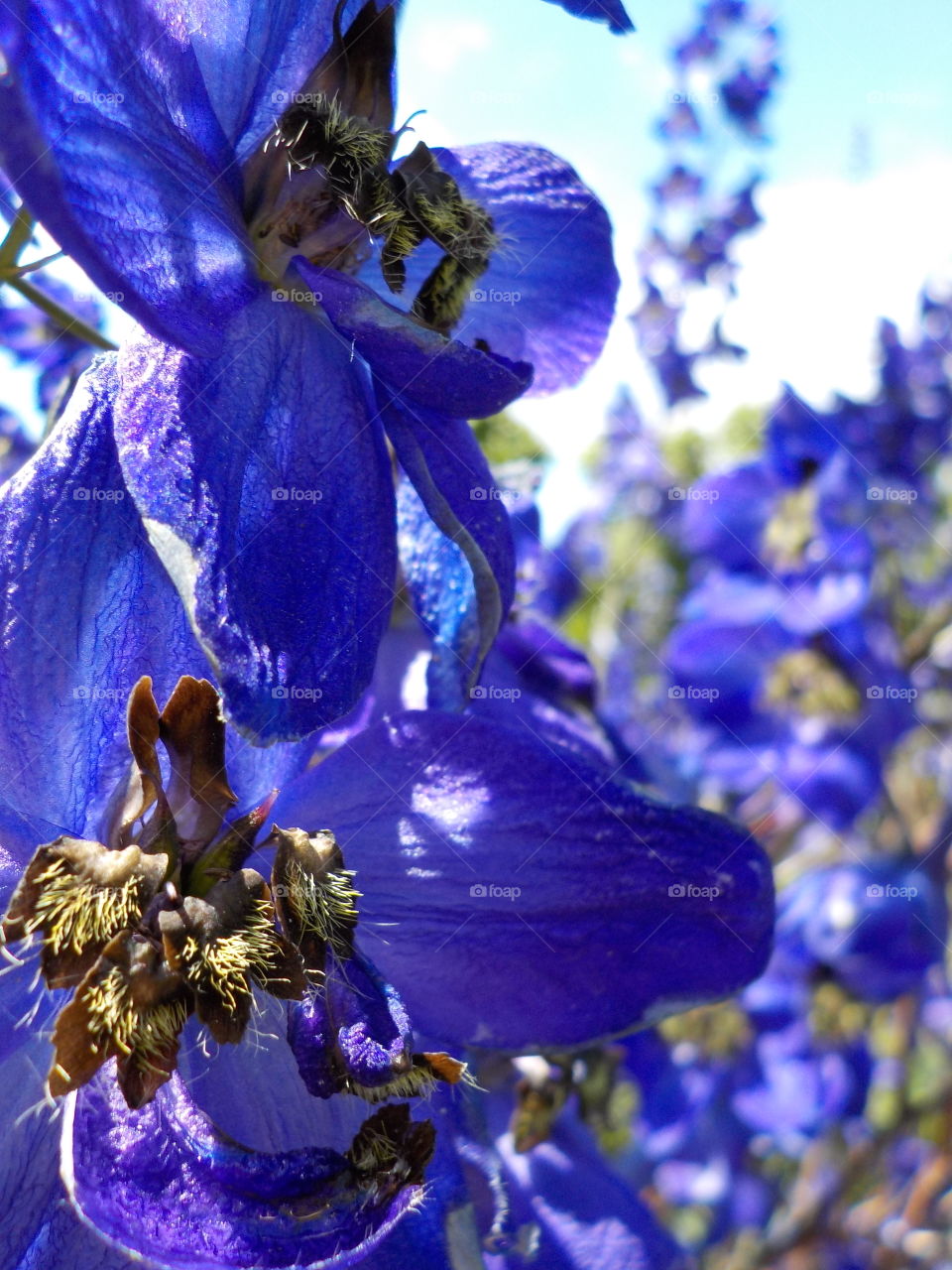 Delphiniums 😍