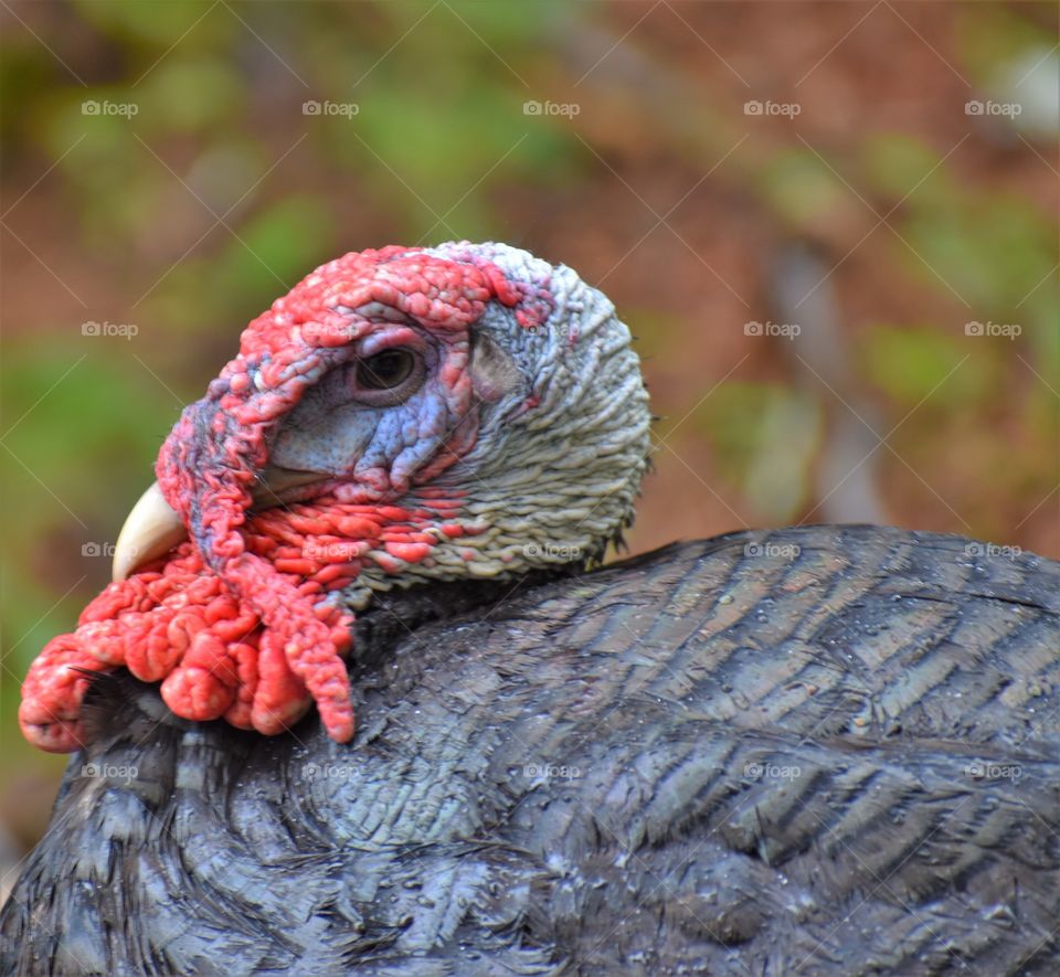texture of skin of a turkey