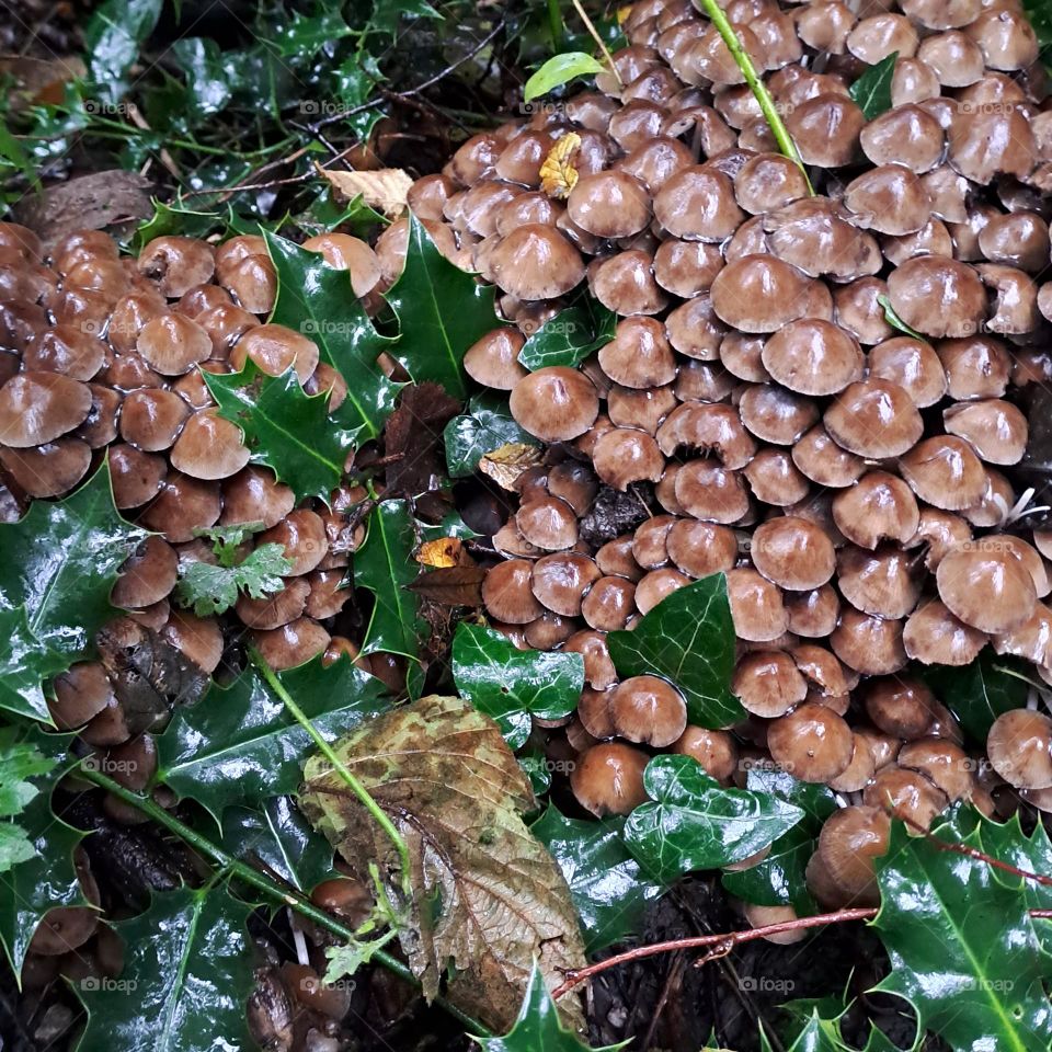 Fungi wet with rain growing in a woodland floor with entwined holly and ivy. u.k