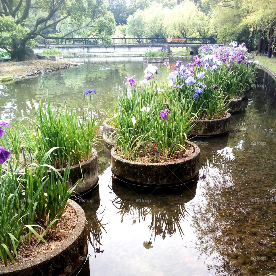 Iris garden in a pond at the park.