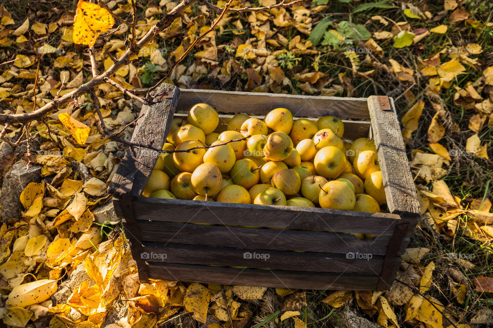 Harvest ripe juicy and tasty apples. Harvested juicy apples from fertile trees.