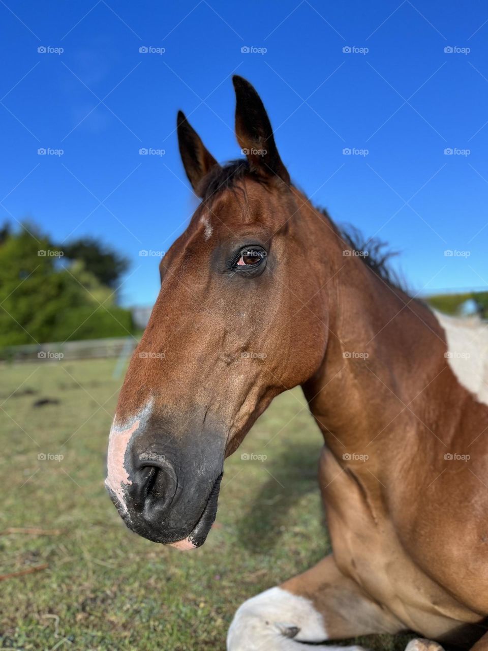 Profile of a horse 