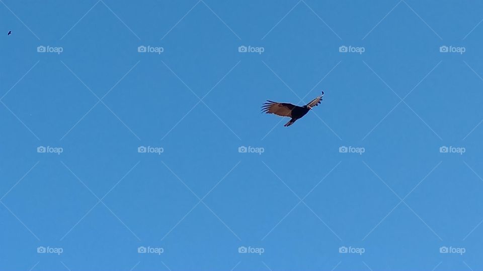 Bird, Sky, Flight, No Person, Wildlife