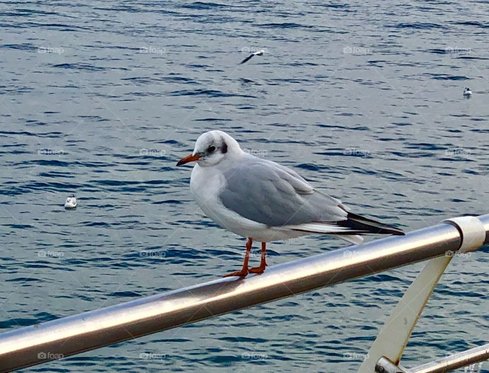 Seagull