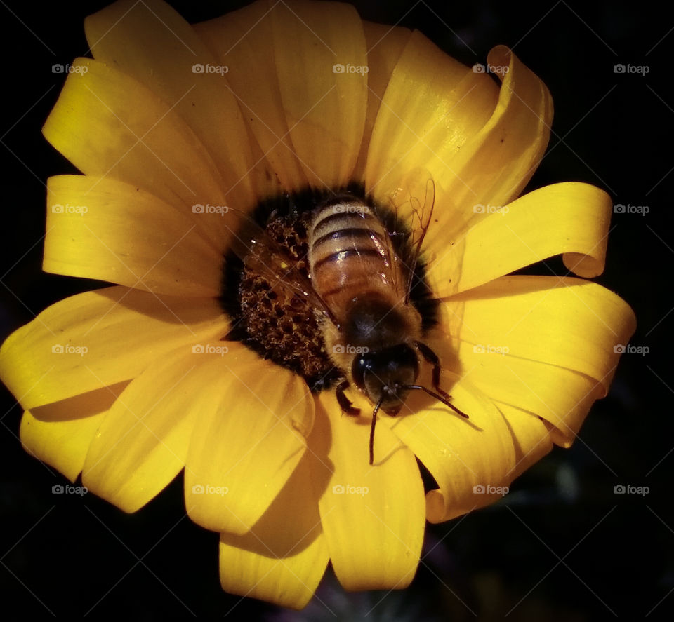 Bee on Flower