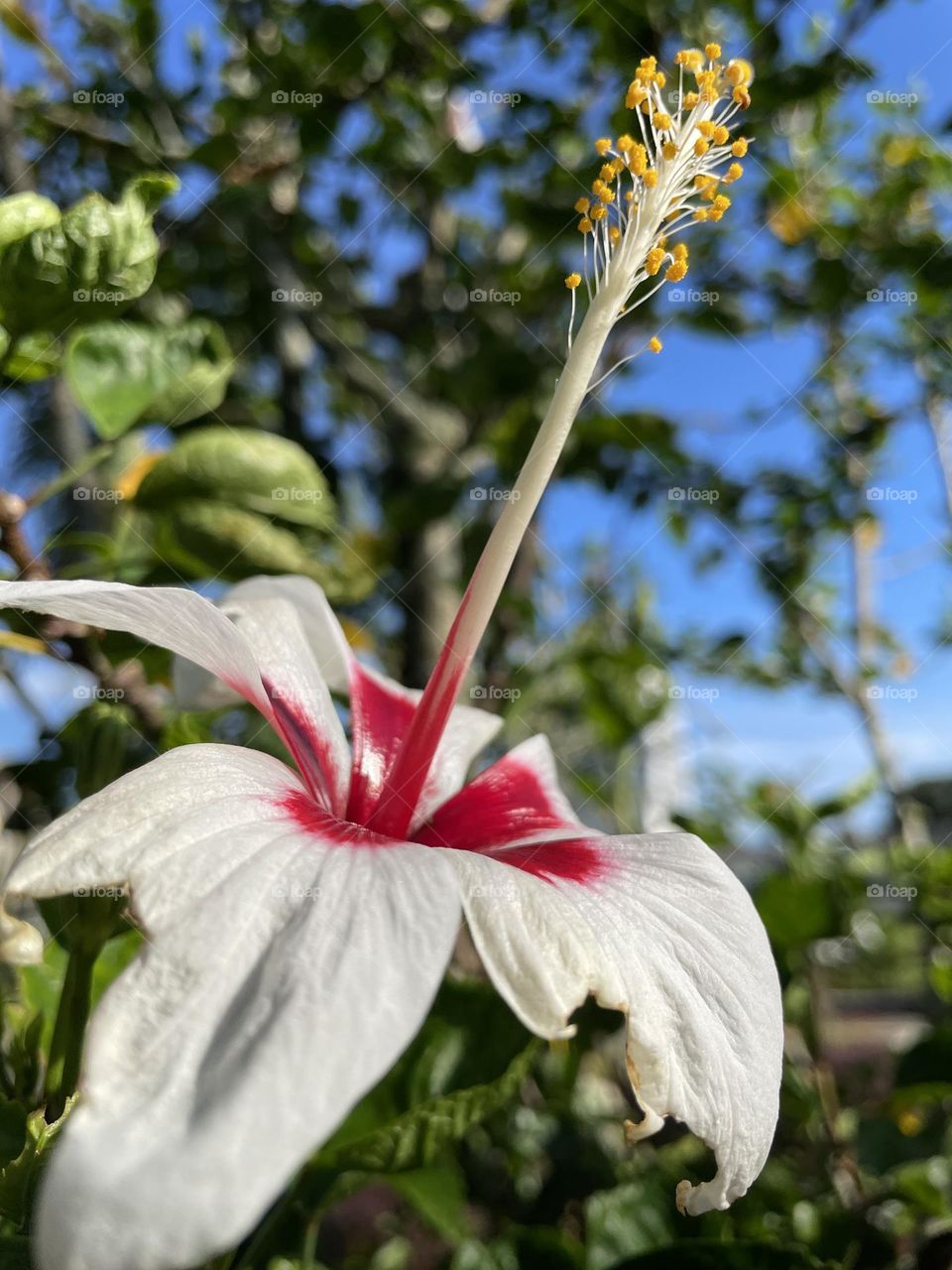 Hibiscus 