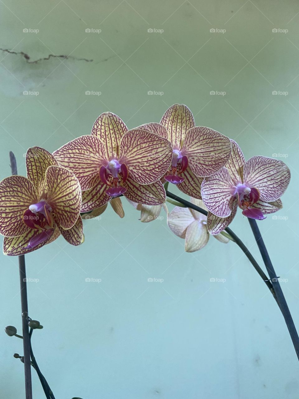 orchids