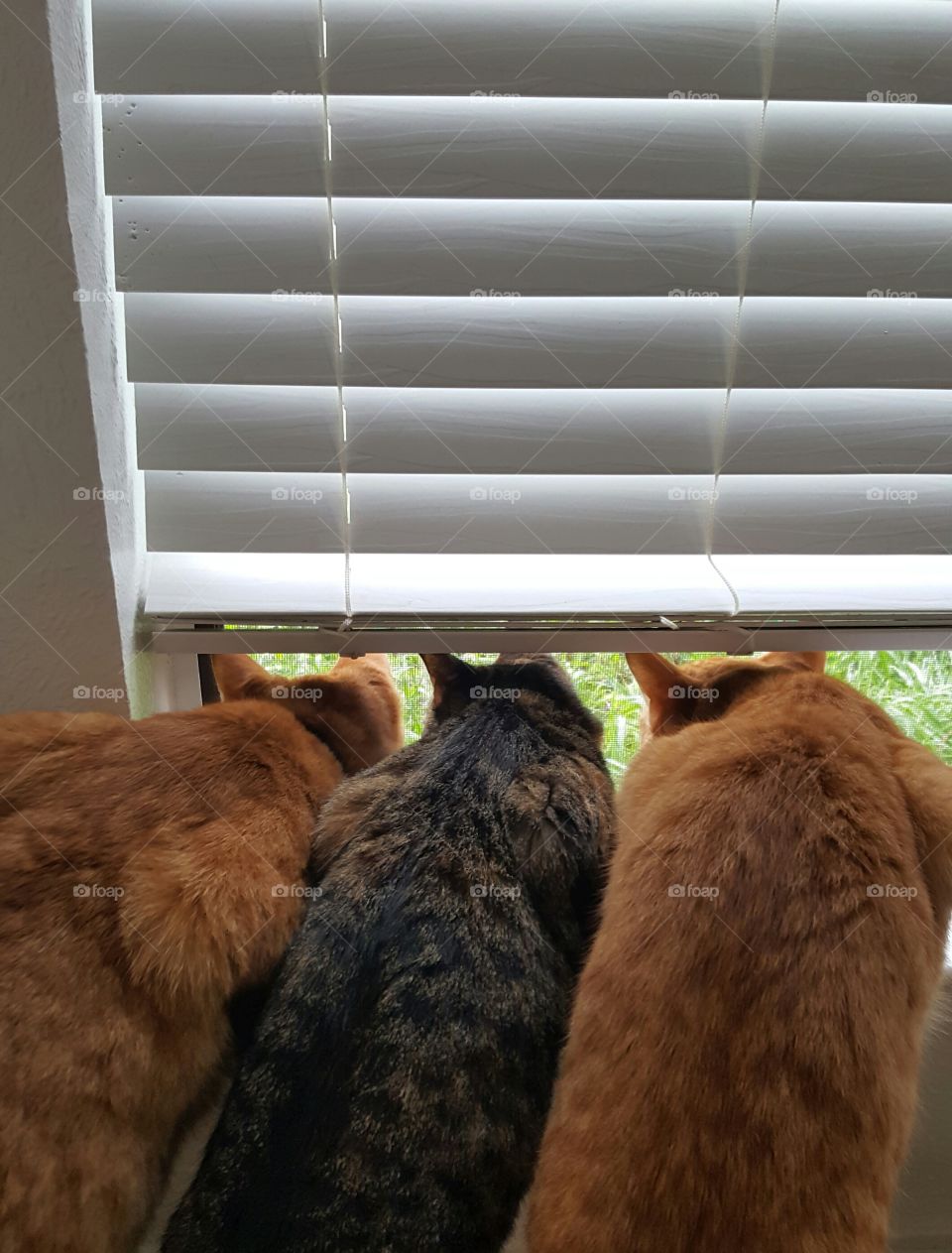 cats watching a bird in the yard