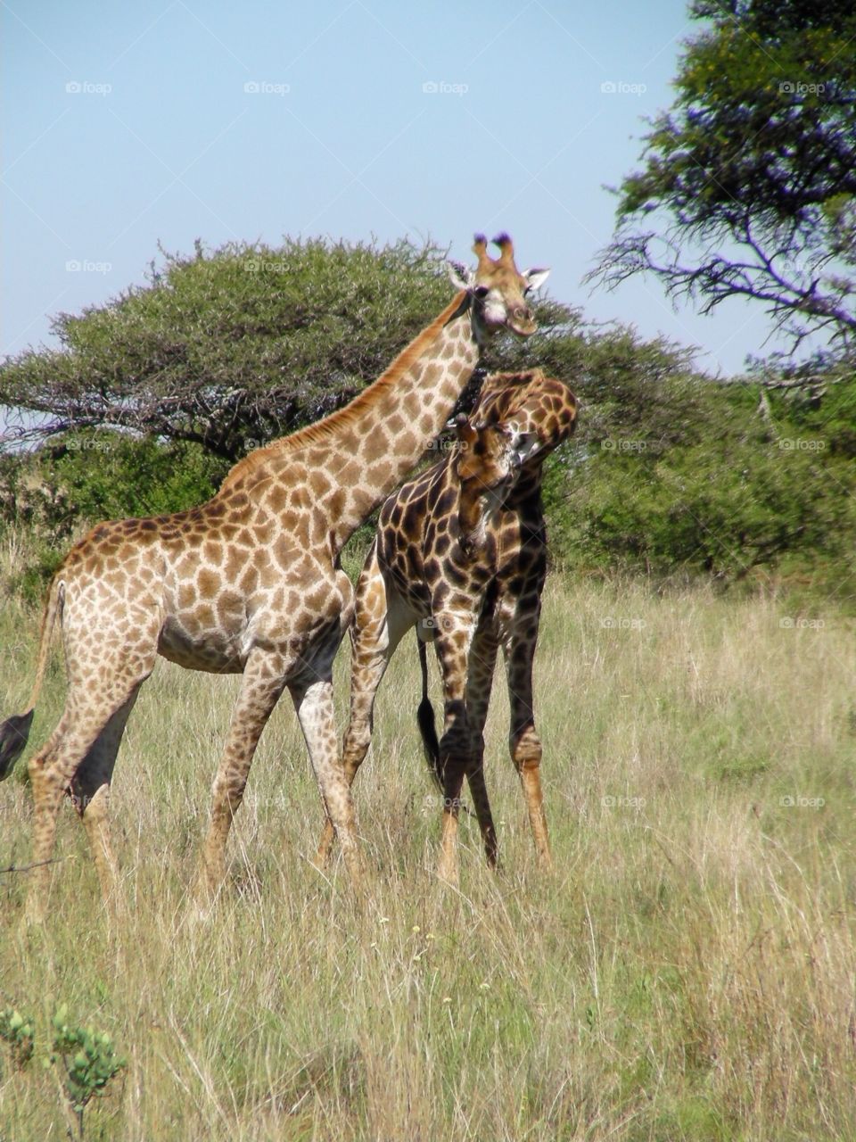Giraffes rubbing necks