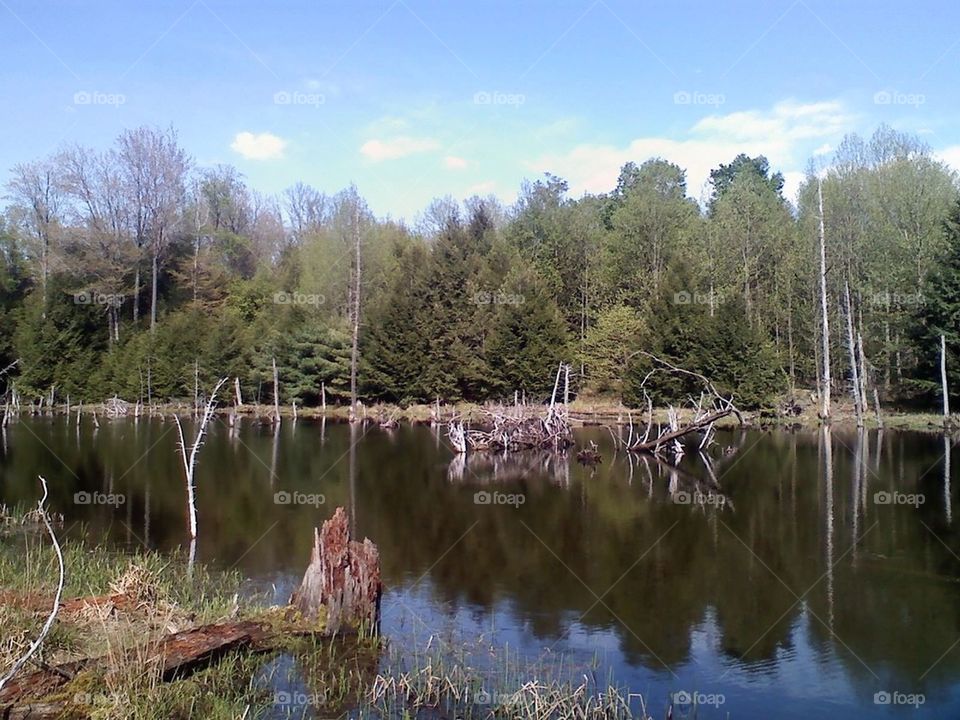 Pond
