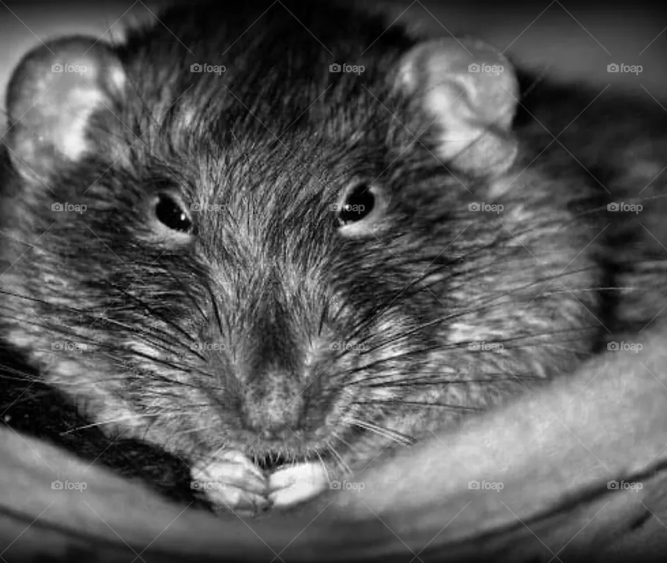 Sweet rat boy