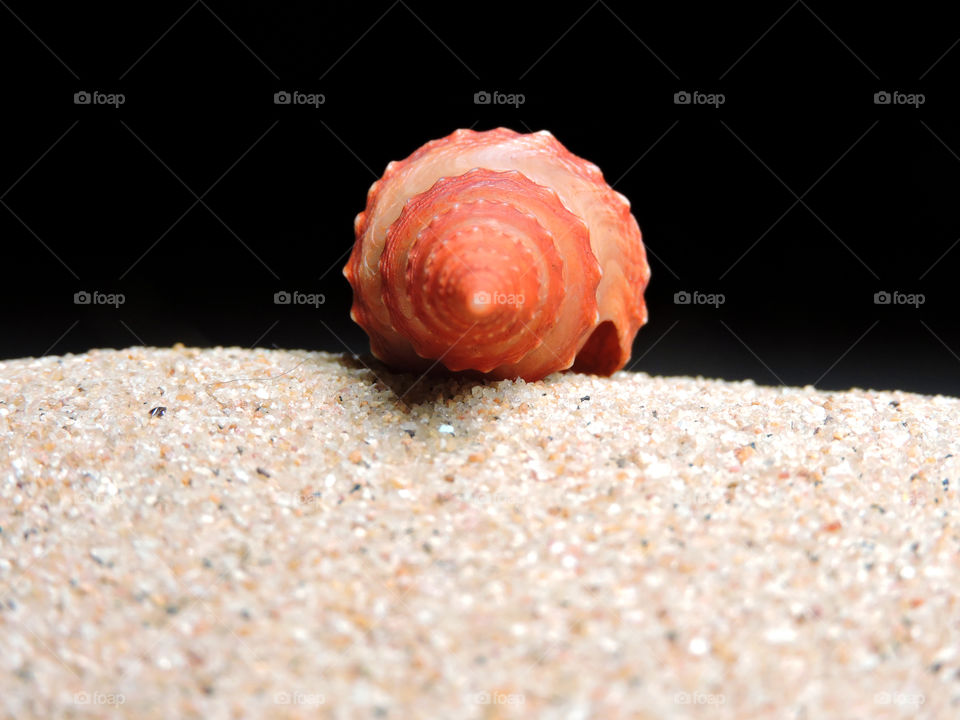 Close-up of conch shell on sand