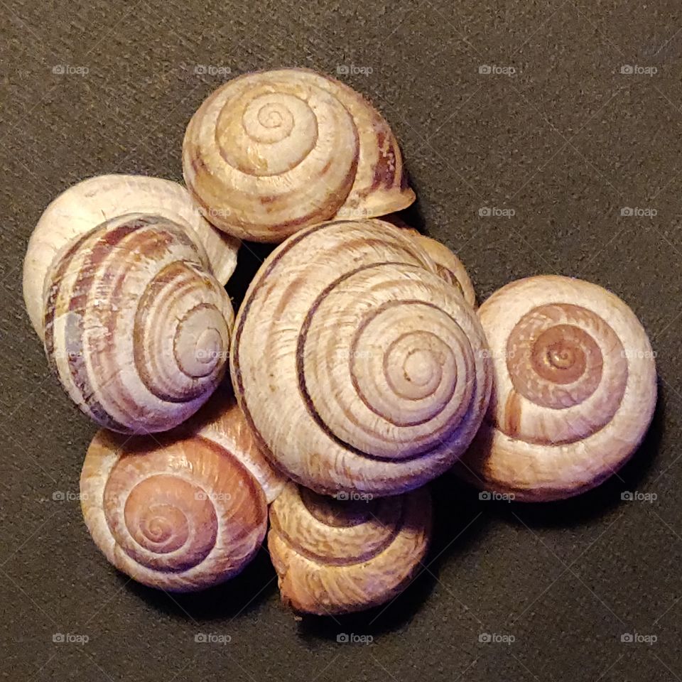 snail shells