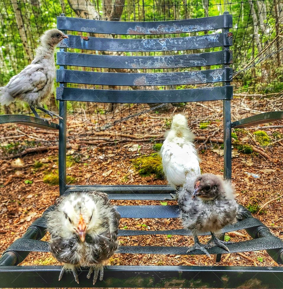Baby chickens playing on a chair in the forest at the homestead