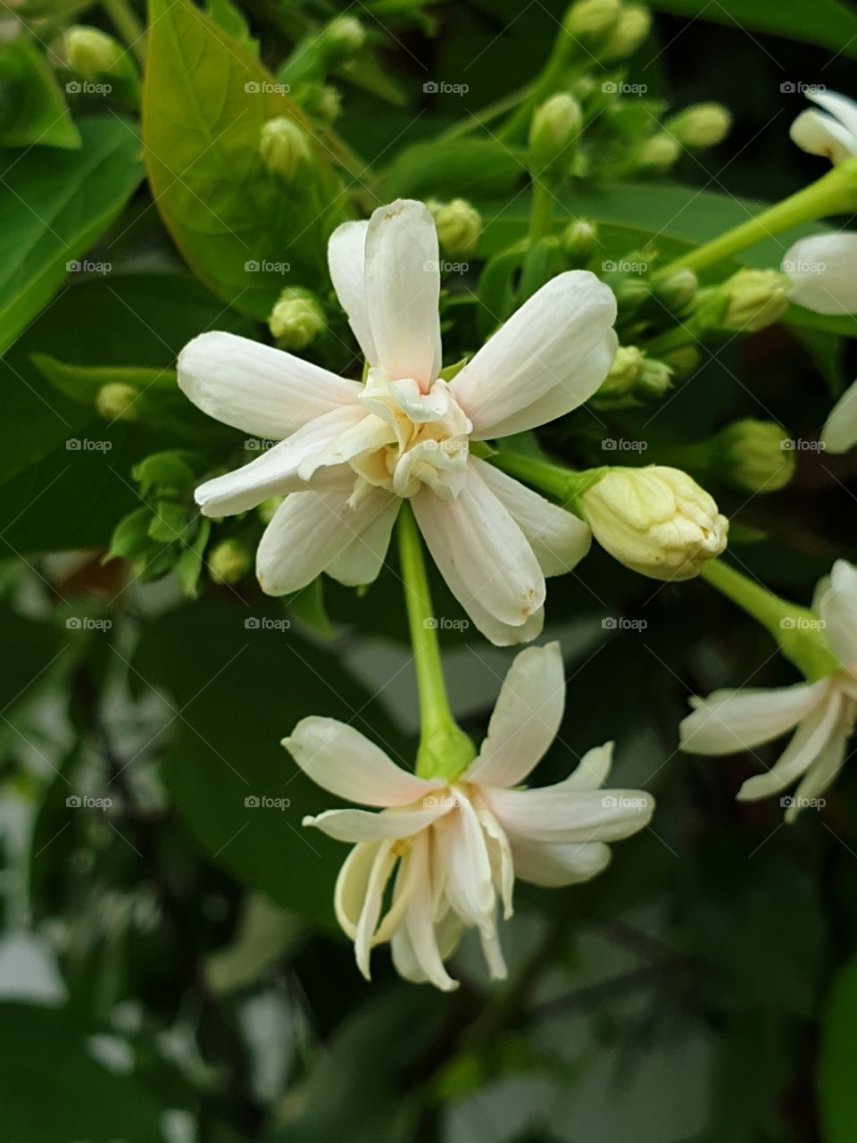 beautiful flowers in my garden