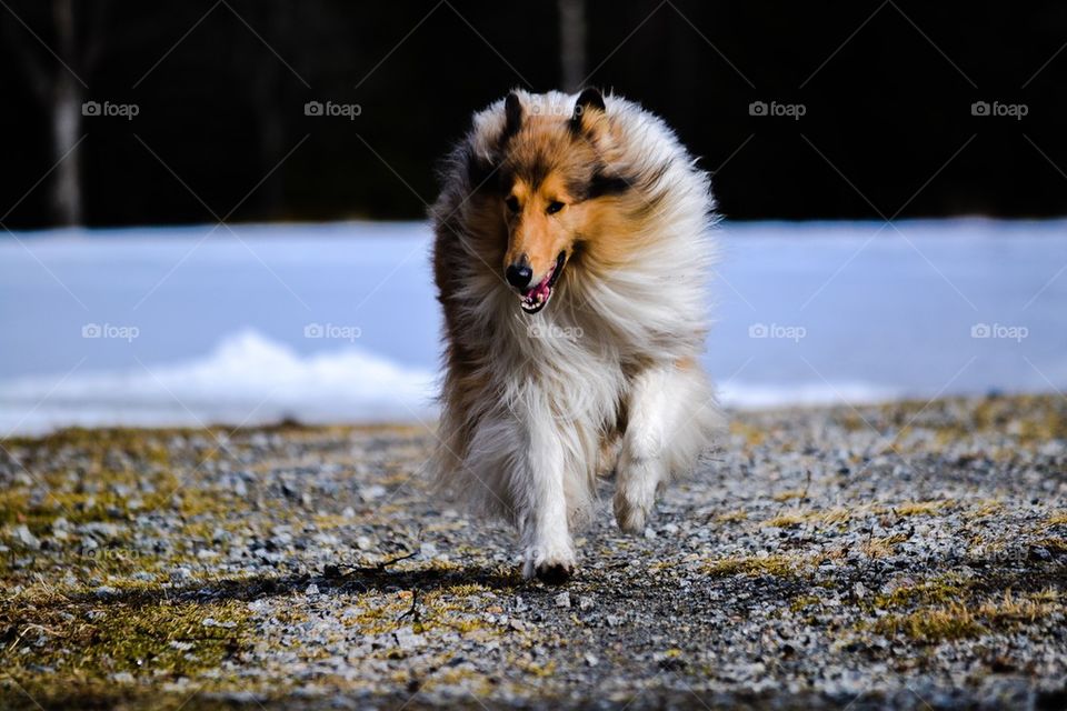 Rough collie running