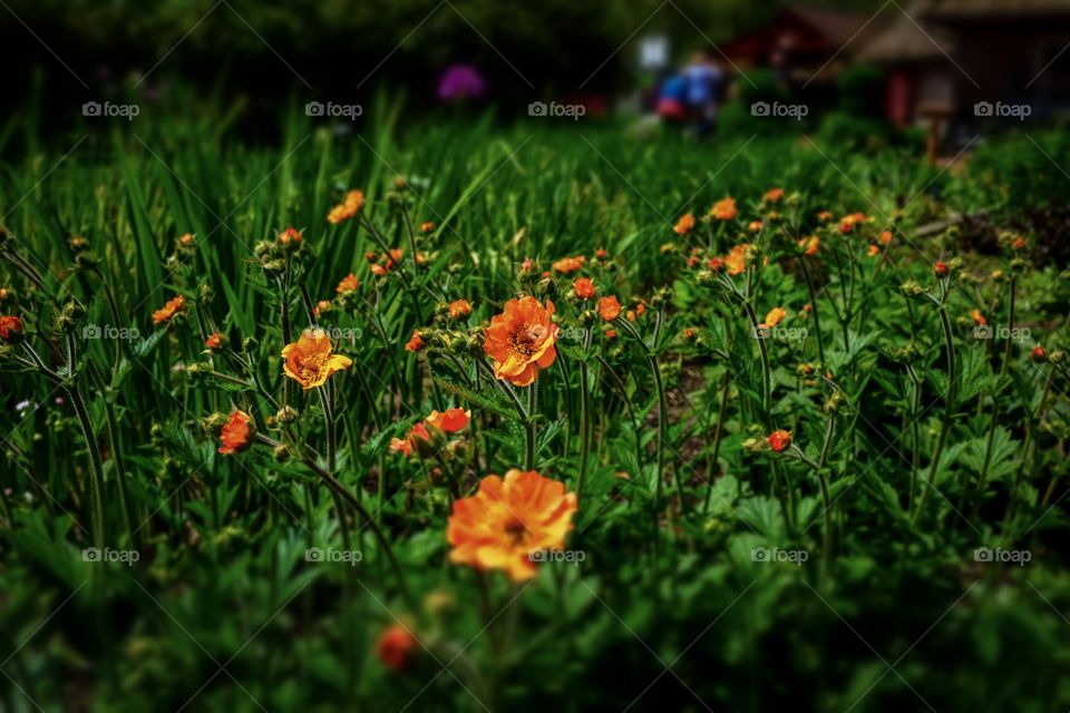 Orange flowers in spring 