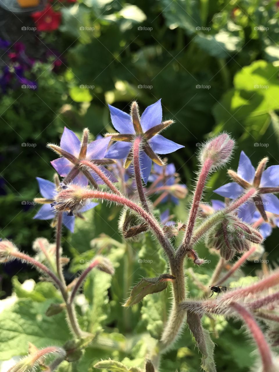 Borage flowers (star flowers) in my organic garden