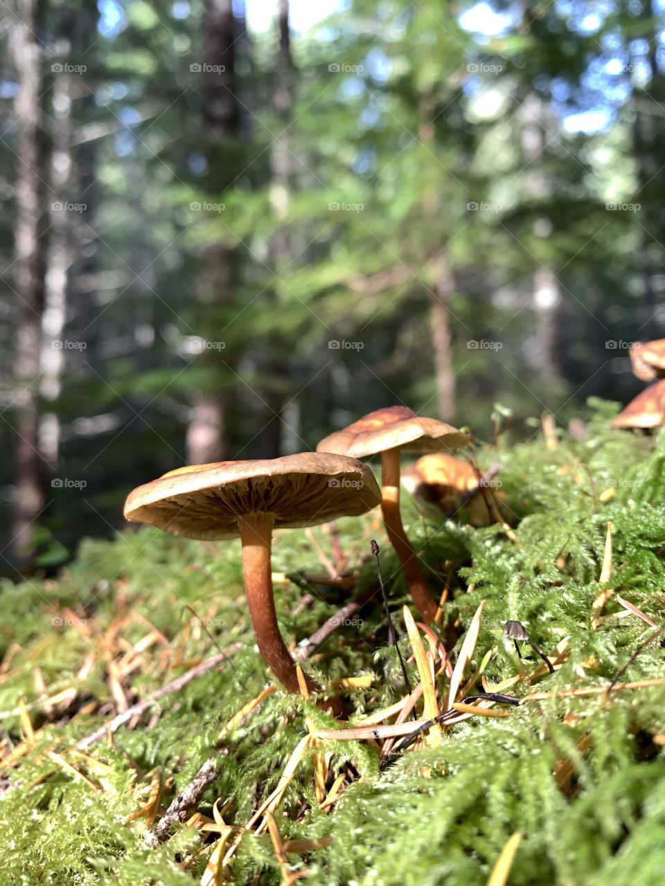 Wild mushrooms 