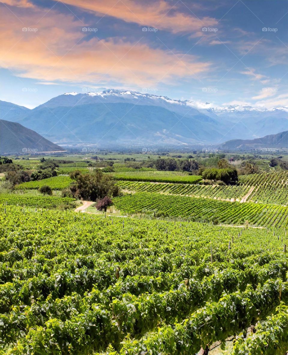 Viñedos de Colchagua: Elegancia entre Tonos Verdes y Racimos Maduros