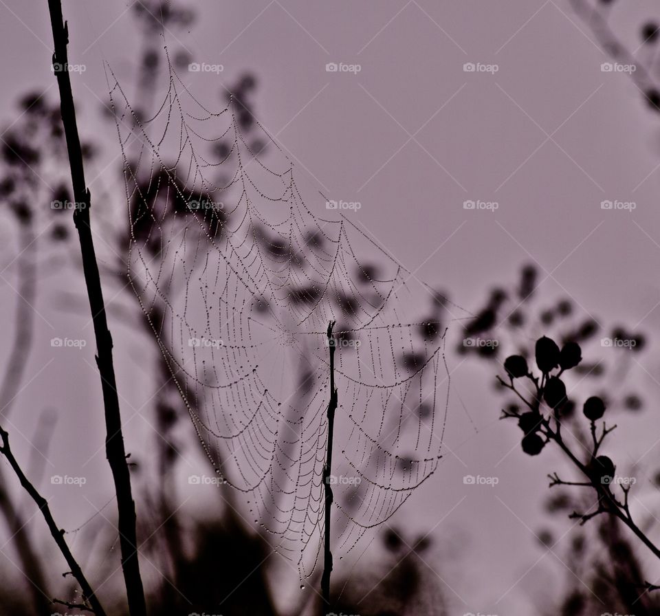 Silhouette of spider web