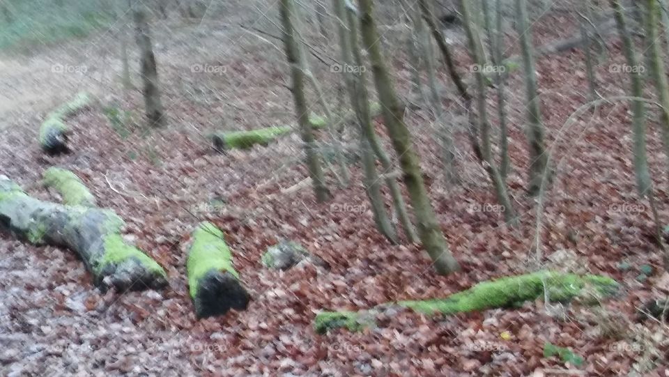 Fallen Tree Trunks