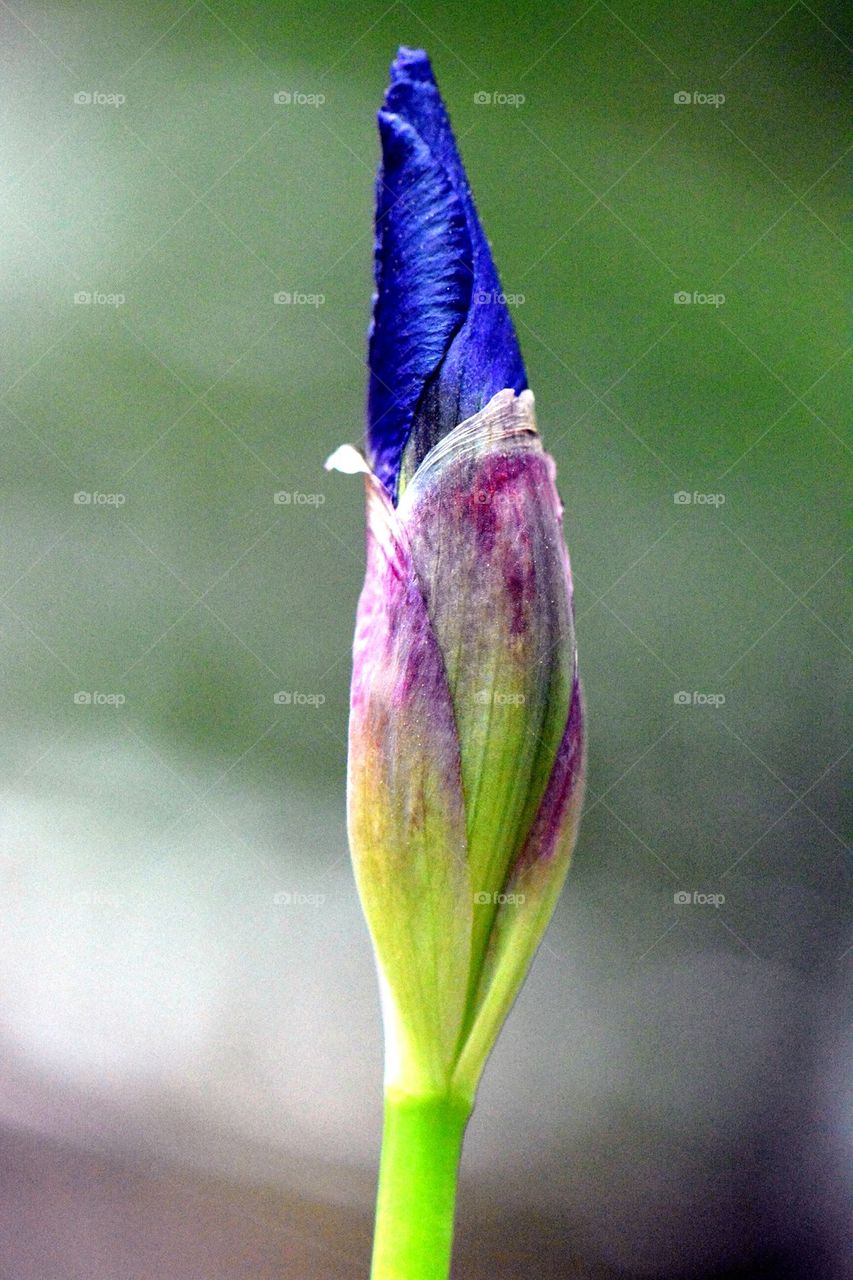 iris bloom closeup