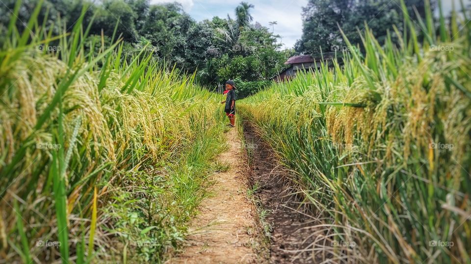 Boy standing in rice field