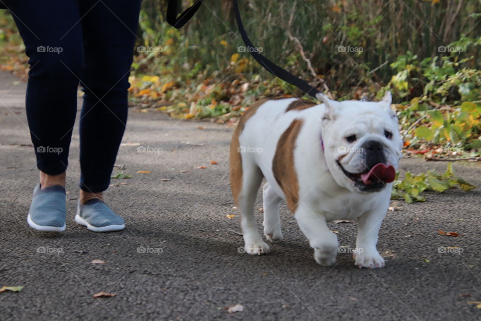 Woman and her bulldog