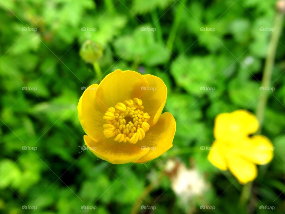 buttercup