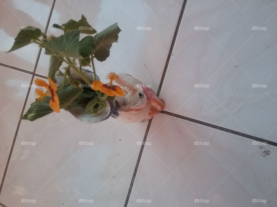 yellow petals with red center