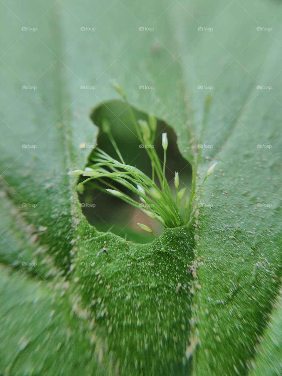 grass coming from a cut leaf