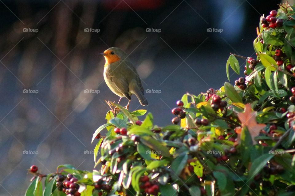 Robin. A nicely singing bird ;)