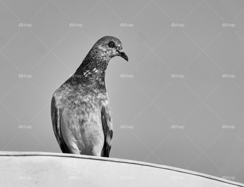 Dove - Bird - Black and white style