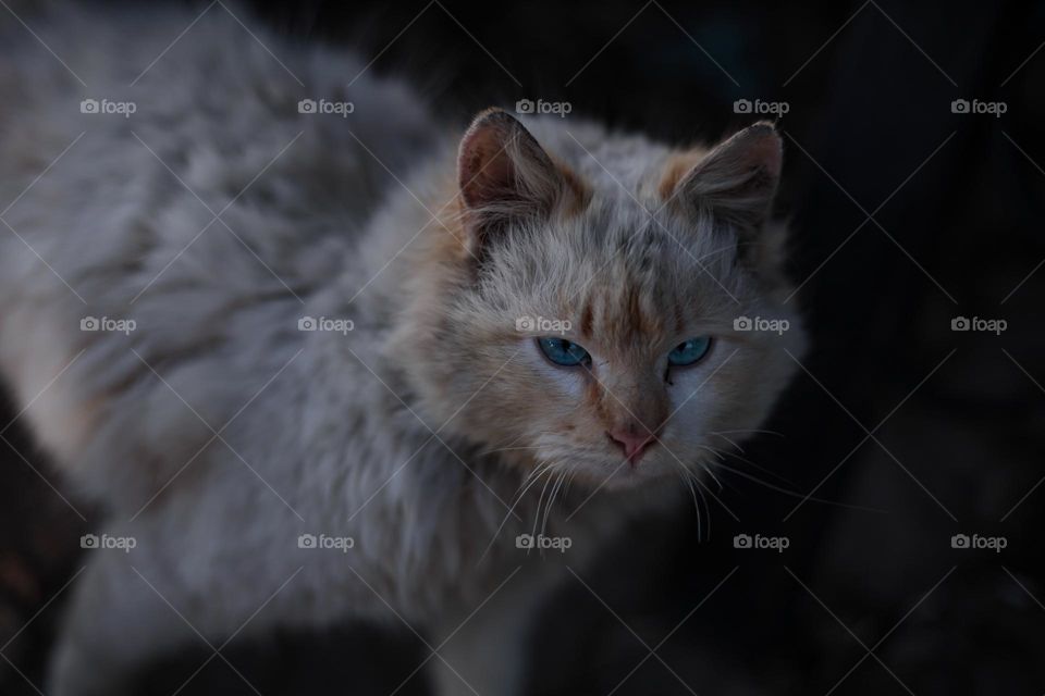 beautiful cat with blue eyes