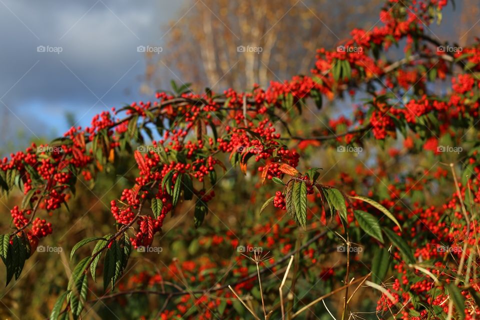 Red berries on a beautiful bush