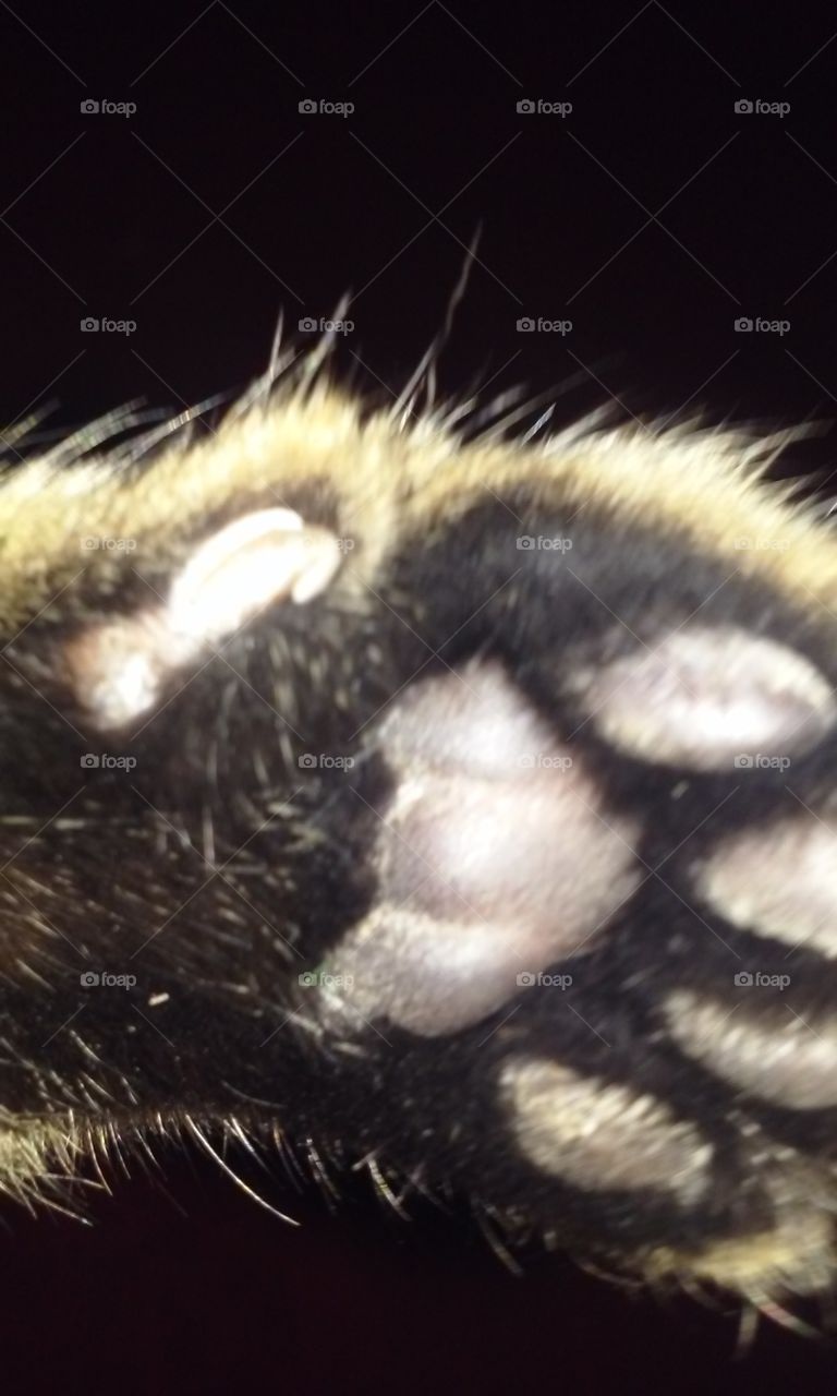 Carolina the cat's paw
