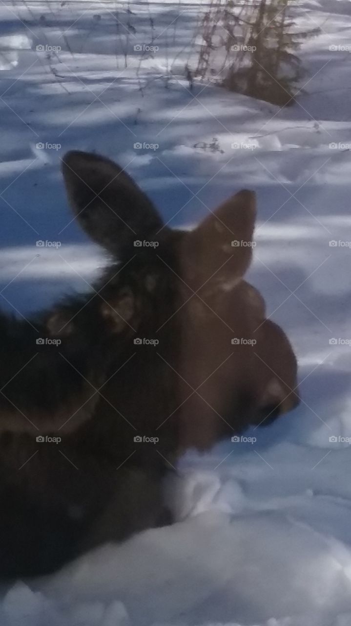 profile of a moose
