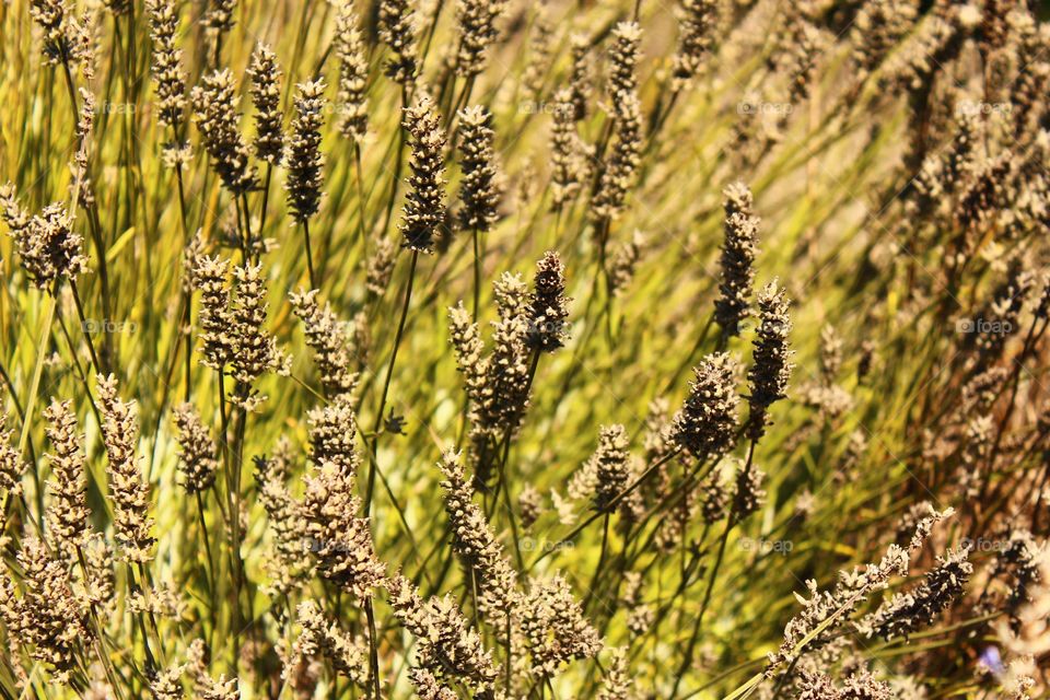 Nature, Summer, Flora, Rural, Field