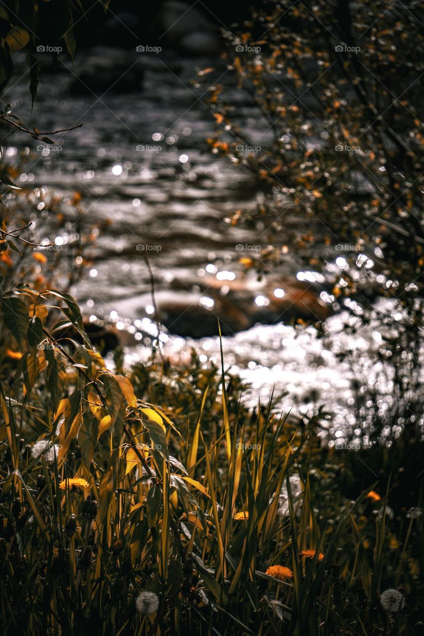 Macro of sweet grass by the river.