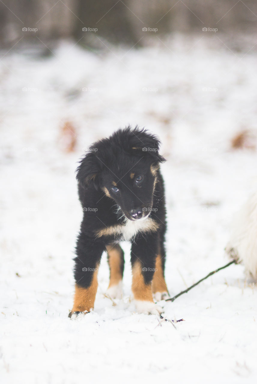 Dog standing on snow