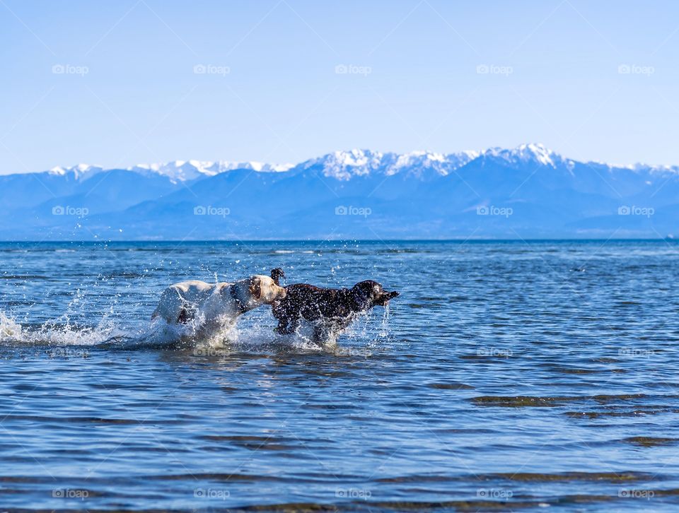 Dogs running and cooling off in the ocean water