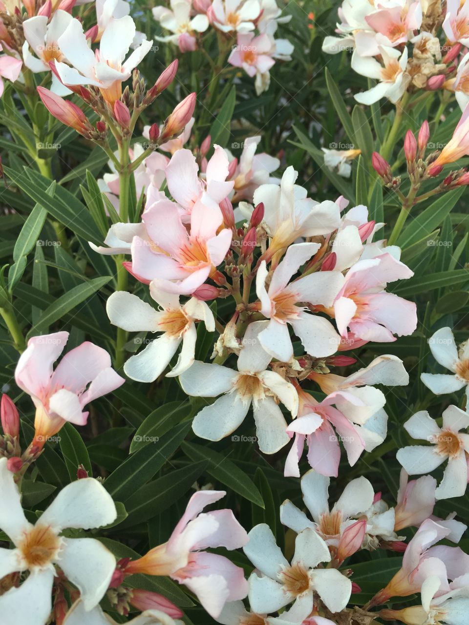 Close-up flowers