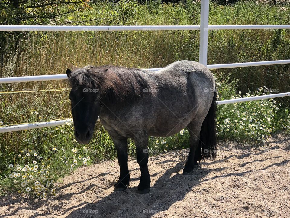 Pony standing next to a fence in a field
