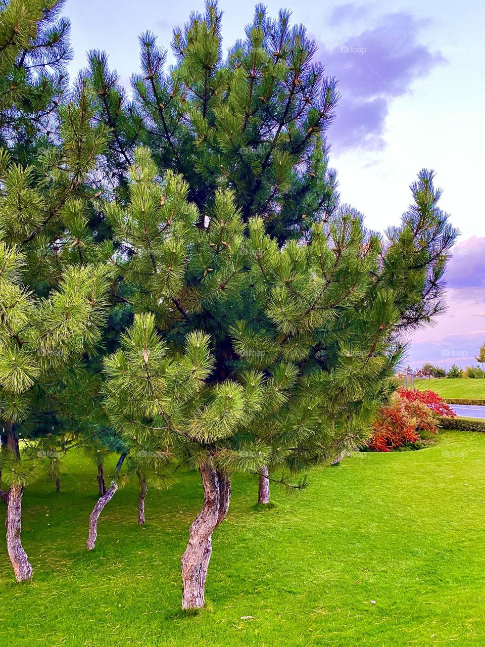 #sunset #park #pine
#Autumn #trees #