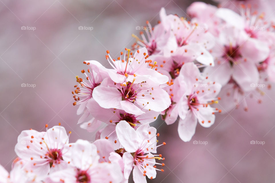 Closeup of a tree branch with beautiful pink blooming cherry tree flowers 