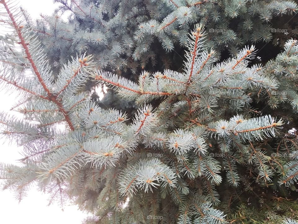 fir-tree