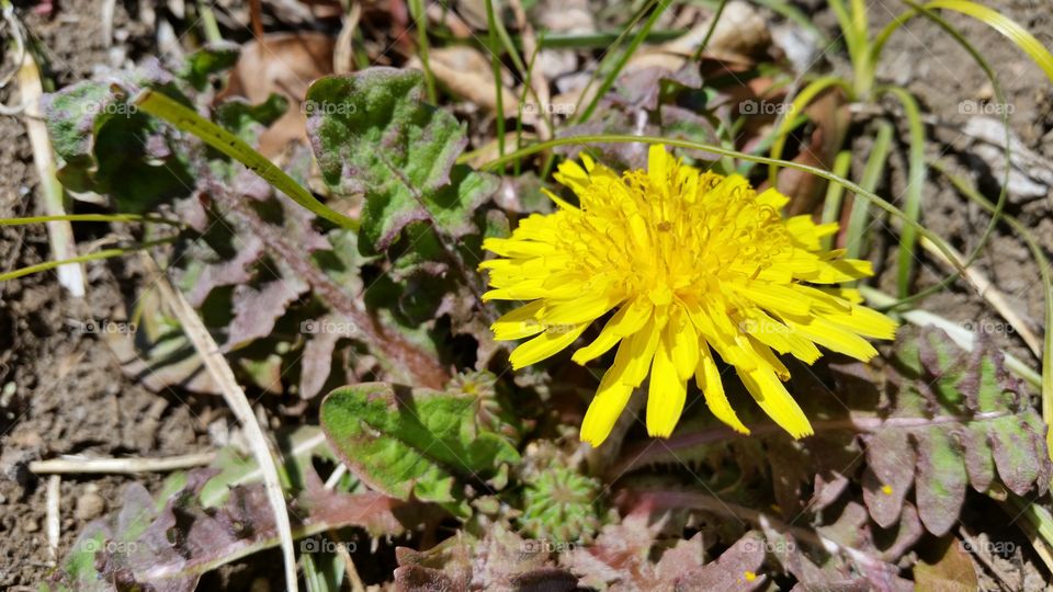 Dandelion