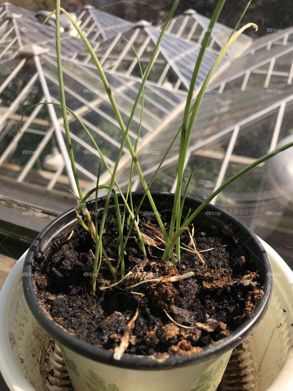 Growing green onions in the window over a greenhouse 