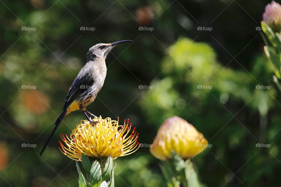 Cape Sugarbird